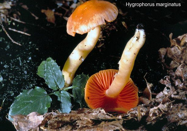 Hygrophorus marginatus